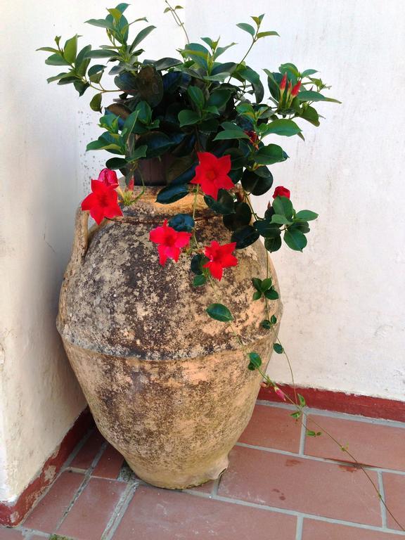 Mediterraneo Bed & Breakfast 아나카프리 외부 사진
